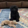 Cutie Poos - Puppy